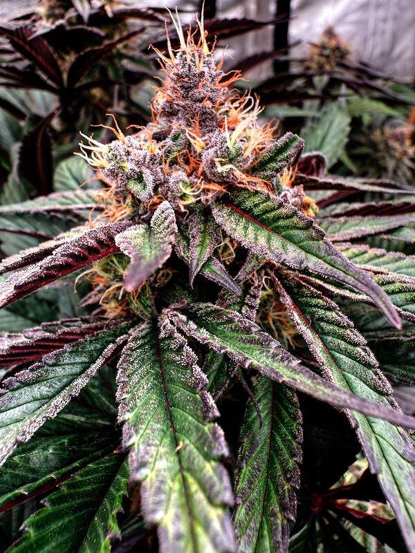 Cannabissamen Erdbeer Bx2 für Outdoor